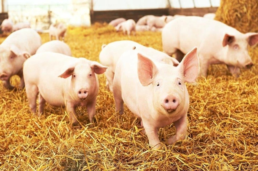 Đại gia nuôi lợn Dabaco báo lãi quý III giảm 94% - 1 Đại gia nuôi lợn Dabaco báo lãi quý III giảm 94% - 1