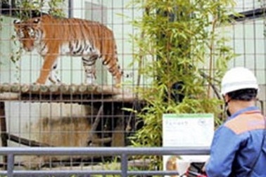 Hổ ở Khu du lịch Đại Nam cắn chết người 