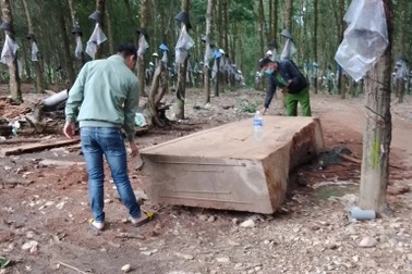 Vụ bỏ gần trăm triệu để đào gỗ dưới ruộng: Bất ngờ khi bị phạt!