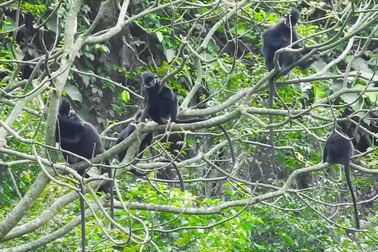 Bảo vệ đàn voọc đen gáy trắng quý hiếm tại đỉnh Thiết Sơn
