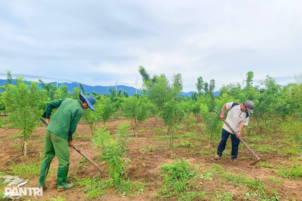 Mang giống dược liệu đất Bắc lên vùng cằn cỗi, kiếm nửa tỷ mỗi tháng - 2 Mang giống dược liệu đất Bắc lên vùng cằn cỗi, kiếm nửa tỷ mỗi tháng - 2