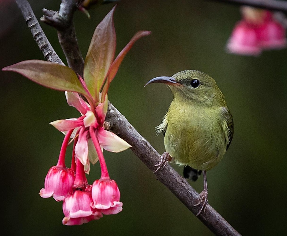 Vì sao chỉ một số nơi như đỉnh Bà Nà mới có hoa đào chuông? - 6