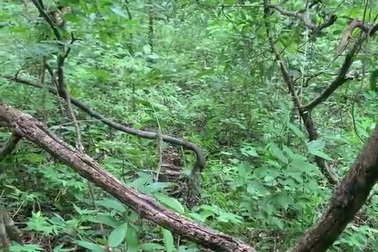 Bầy khỉ nỗ lực hợp sức giải cứu con non khỏi vòng vây của trăn dài 2m