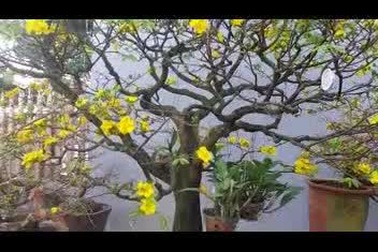 Ngắm gốc thanh mai 50 năm tuổi