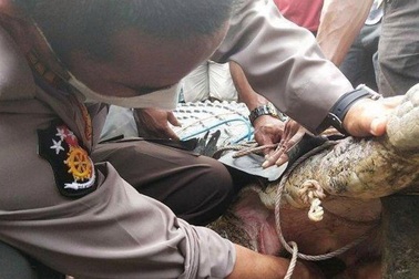 Bắt cá sấu không… răng dìm chết thiếu nữ 17 tuổi