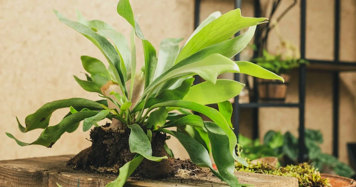 Biến Góc Nhỏ Thành Tác Phẩm Nghệ Thuật Với Những Loại Cây Cảnh Độc Đáo Biến Góc Nhỏ Thành Tác Phẩm Nghệ Thuật Với Những Loại Cây Cảnh Độc Đáo