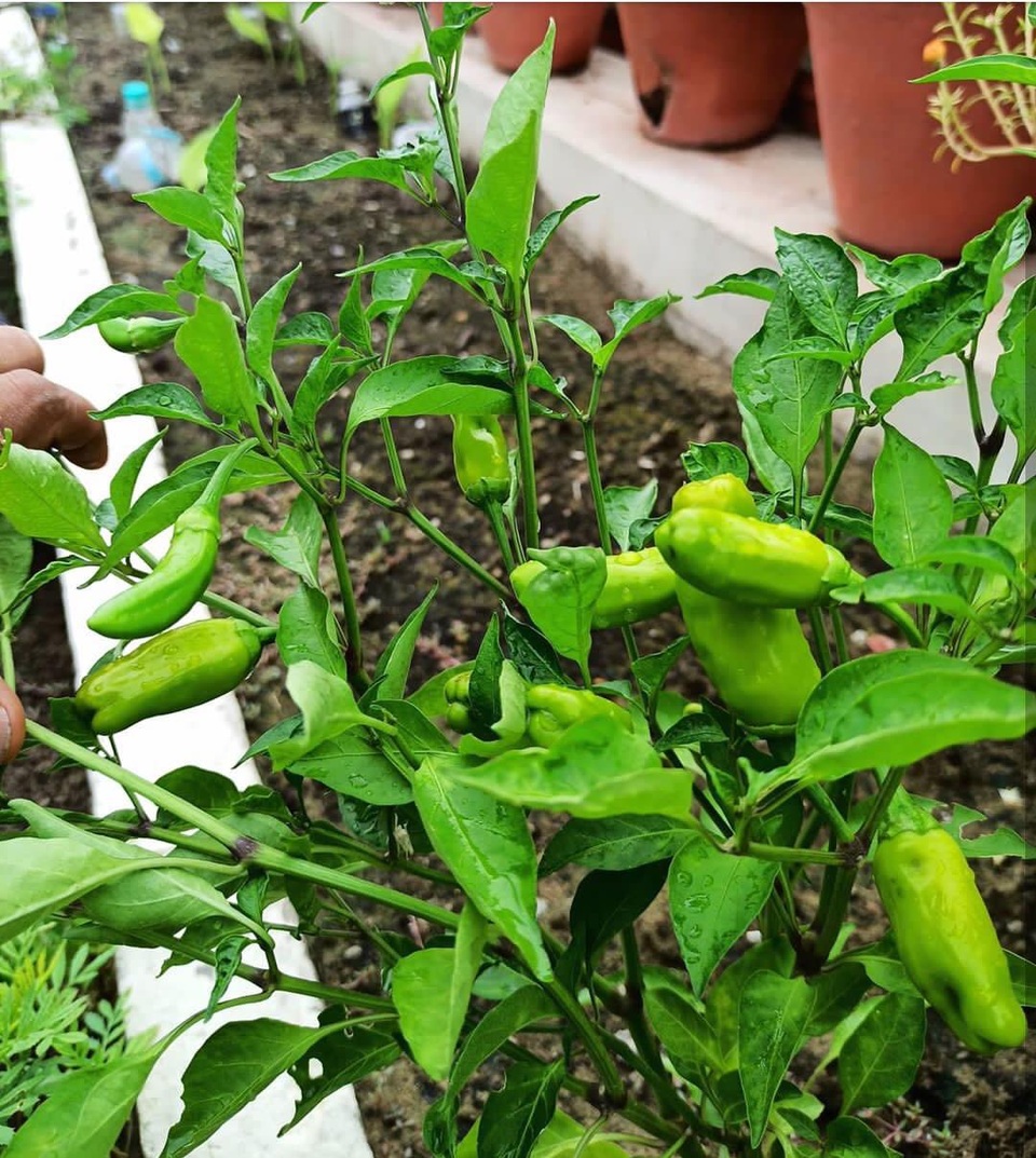 Mát mắt với khu vườn 240m2 trên sân thượng tầng 7 xanh tốt như nông trại - 2