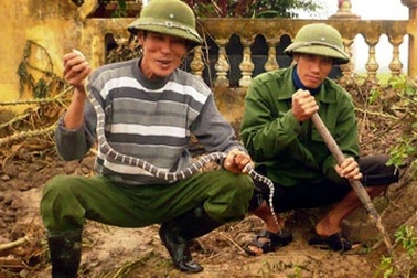 Ly kỳ chuyện người 40 năm lên rừng bắt rắn