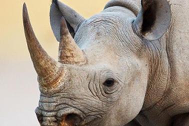 USAID tiếp tục hỗ trợ tuyên truyền chống sử dụng sừng tê giác ở Việt Nam