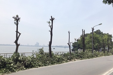 96 cây hoa sữa có át được mùi của bãi rác Nam Sơn?