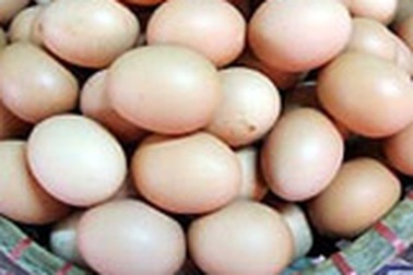 “Trứng gà giả” chỉ là tin đồn nhảm 