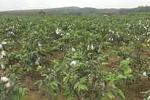 "Bắt" đất cằn, sỏi đá "đẻ" tiền tỷ mỗi năm