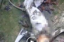 Bước đầu xác định được các đối tượng giết khỉ ở Hà Tĩnh