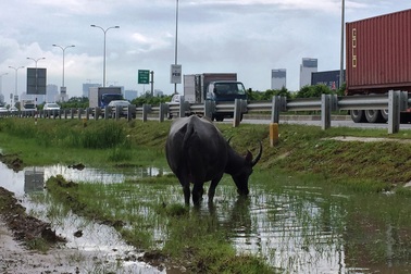 Hàng trăm con trâu, bò cản trở giao thông trên đường cao tốc