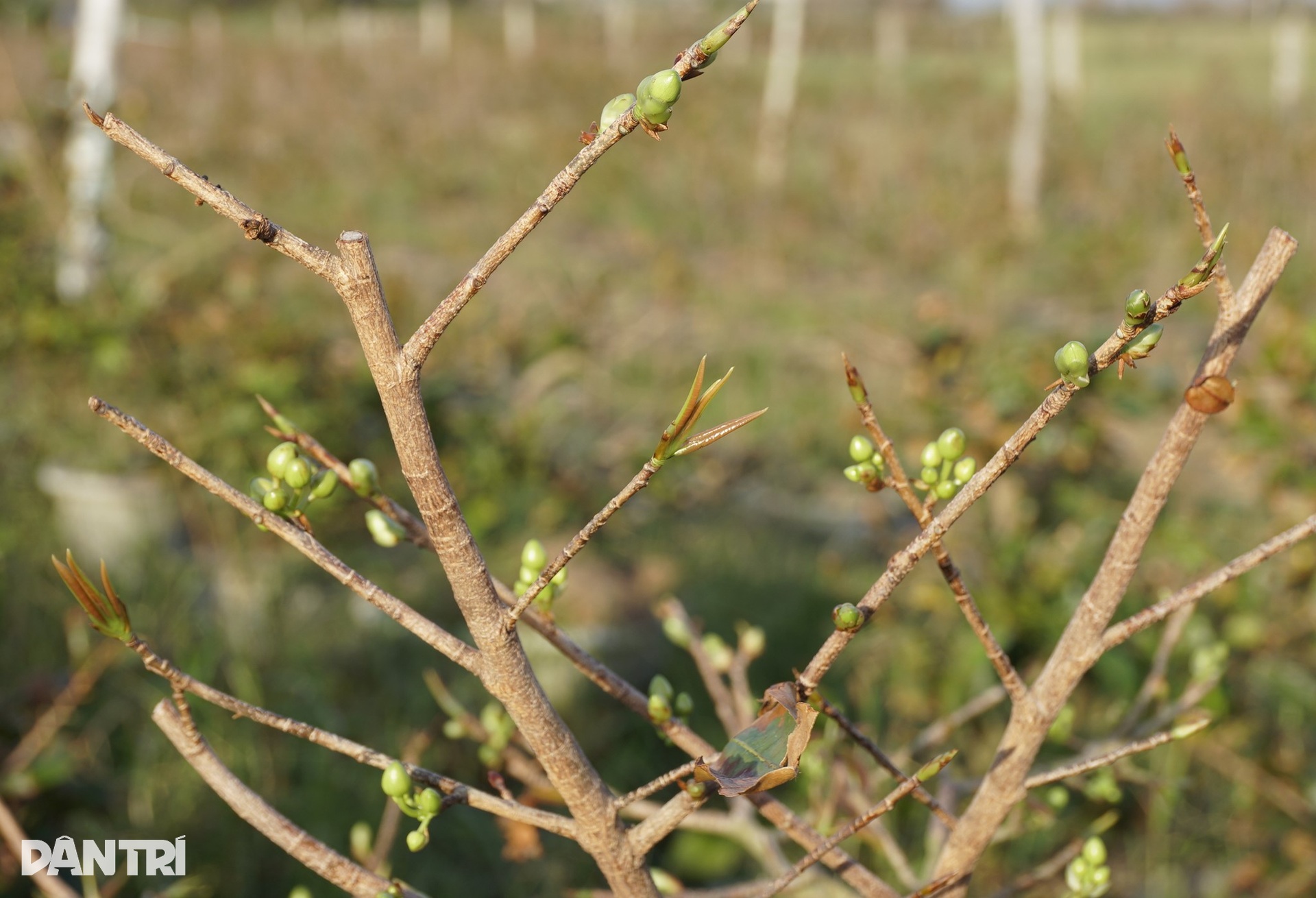 Những ánh mắt buồn ở thủ phủ mai Tết lớn nhất miền Trung sau bão Kalmaegi - 11 Những ánh mắt buồn ở thủ phủ mai Tết lớn nhất miền Trung sau bão Kalmaegi - 11