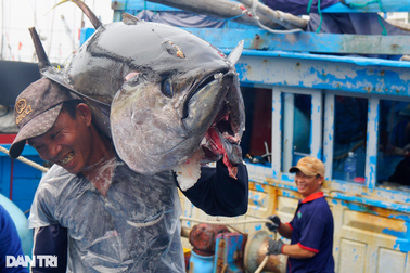 Bình Định chạy đua gỡ "thẻ vàng" IUU