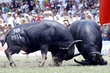 Trên 1,5 triệu đồng/kg thịt trâu chọi