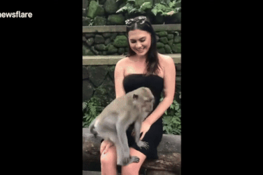 Du khách "tím mặt" bị khỉ kéo tụt áo, xé tan cuốn hộ chiếu ngay trước mặt