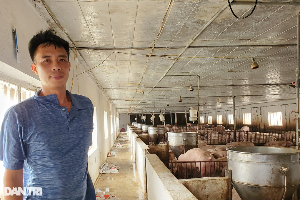 Mất điện, chủ trại vắt sức thâu đêm cấp cứu lợn - 2 Mất điện, chủ trại vắt sức thâu đêm cấp cứu lợn - 2