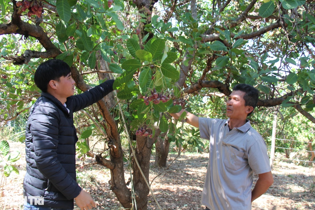 Giám đốc làng thu tiền tỷ nhờ chế biến điều, trồng tre Bát Độ - 2 Giám đốc làng thu tiền tỷ nhờ chế biến điều, trồng tre Bát Độ - 2