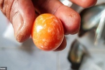 Ngư dân "đổi đời" nhờ nhặt được viên ngọc trai quý hiếm giá hơn 7,9 tỷ đồng