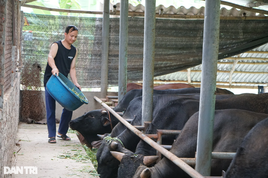 Hơn 230 tỷ đồng phát triển các mô hình cây trồng, vật nuôi khu vực miền núi - 2 Hơn 230 tỷ đồng phát triển các mô hình cây trồng, vật nuôi khu vực miền núi - 2
