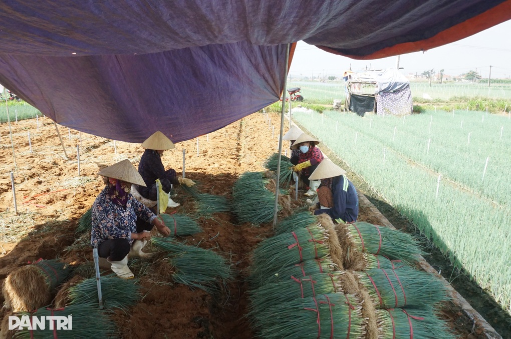 Giá tăng gấp 4, nông dân thắp đèn nhổ hành đêm, che bạt thu hoạch giữa trưa - 7