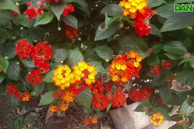 "Mãn nhãn" với những cây bonsai ngũ sắc trên Cao Nguyên