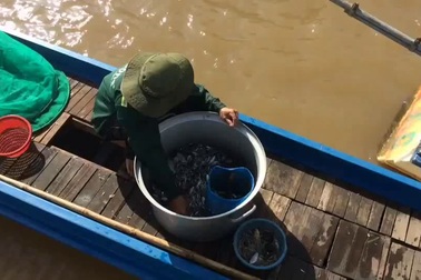 Chộn rộn chợ cá đồng mùa nước nổi ở An Giang