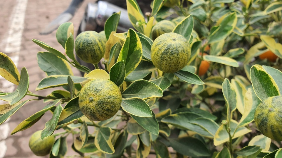 2,5 triệu đồng/cây quất lá phát tài, dân Hà Nội xuýt xoa vì độc, lạ - 1