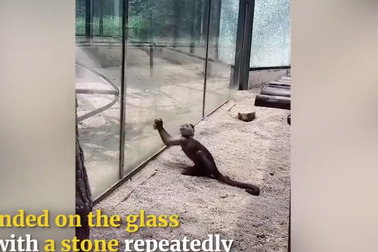 Xem chú khỉ dùng đá nện vỡ lồng kính hòng tẩu thoát