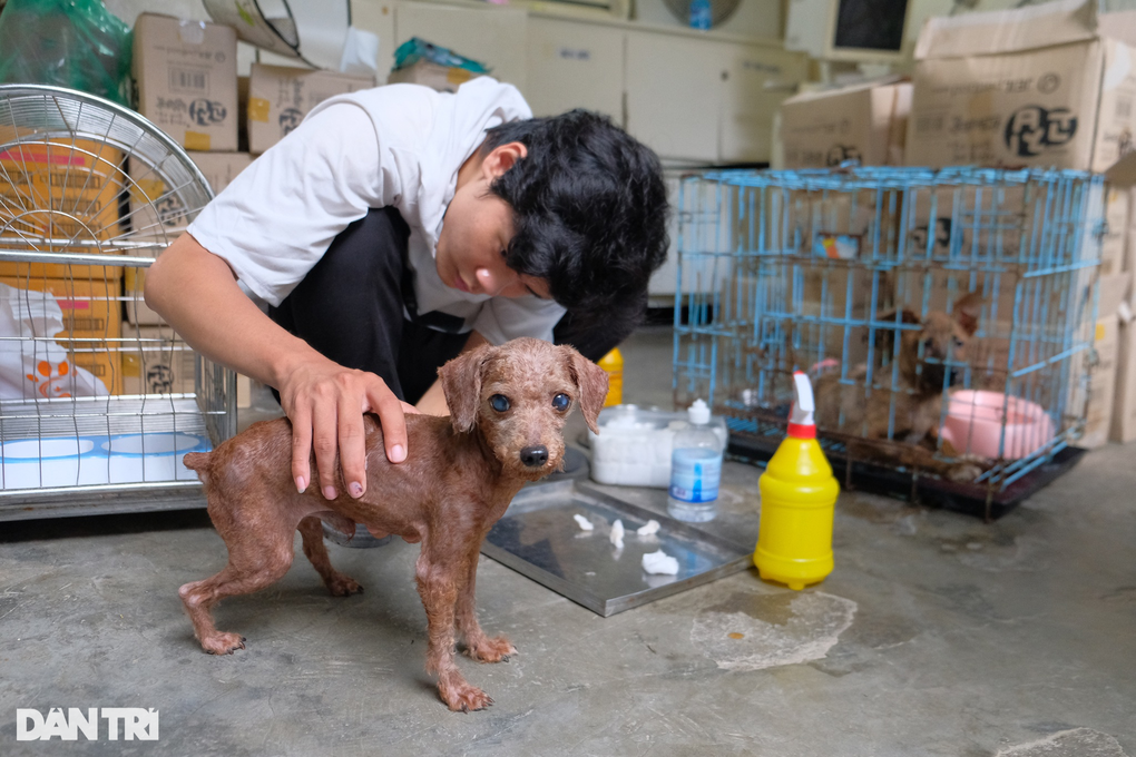 Biệt đội cứu hộ chó mèo đặc biệt ở Hà Nội - 12 Biệt đội cứu hộ chó mèo đặc biệt ở Hà Nội - 12