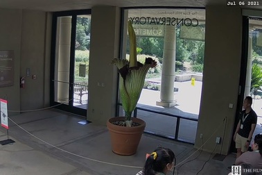 Cận cảnh hoa xác thối nở