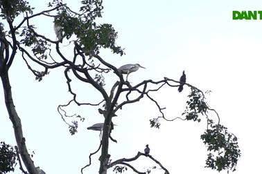 Ngôi chùa có đàn vạc đến ở nhờ hơn 2 thập kỷ, có con thích nghe kinh