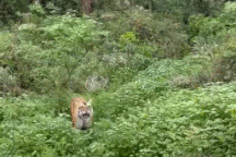 Khoảnh khắc đáng sợ khi hổ lao vào tấn công xe jeep mui trần chở du khách