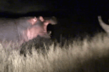 Cuộc chạm trán hiếm thấy giữa 2 "gã khổng lồ" hà mã và tê giác