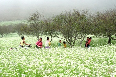 Mùa hoa cải trắng trời Mộc Châu