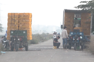 Kinh hãi cảnh công nông “ăn gà” lộng hành ở ngoại thành Hà Nội