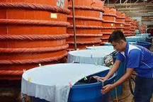 “Cuộc chiến tranh luận” về nước mắm chưa có hồi kết