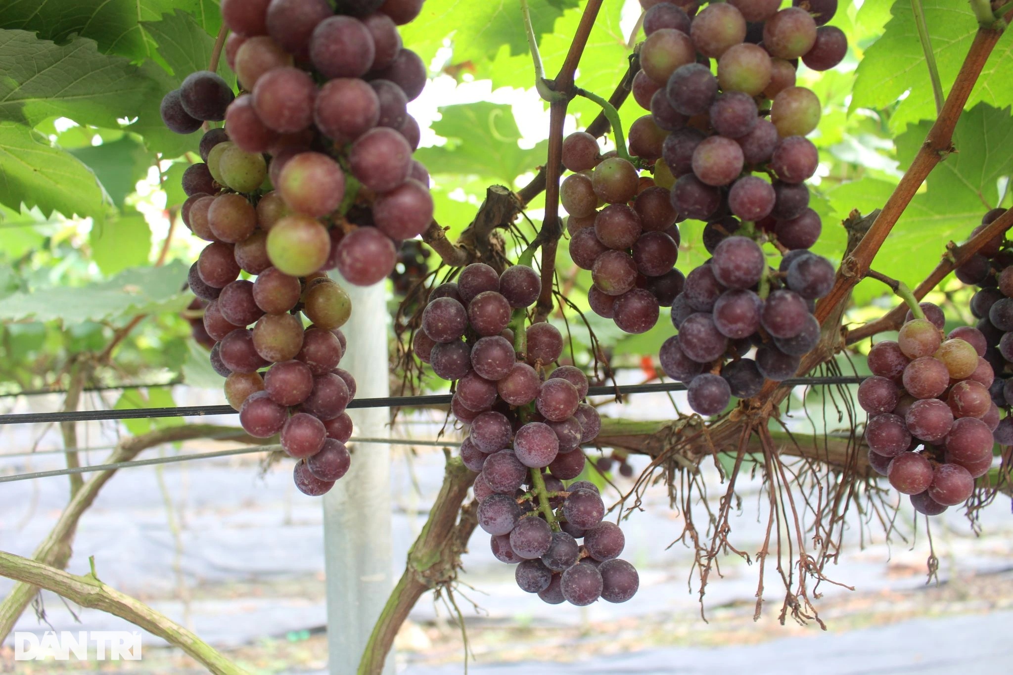 ថែសួនឲ្យយុវជនរស់នៅនិម្មិត កសិកររាប់លុយទាល់តែអស់ដៃ - ២ Làm vườn cho giới trẻ sống ảo, nông dân đếm tiền mỏi tay - 2