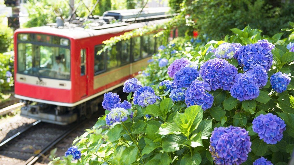 Những vườn hoa cẩm tú cầu đẹp như tranh vẽ gần Thủ đô Tokyo - 5 Những vườn hoa cẩm tú cầu đẹp như tranh vẽ gần Thủ đô Tokyo - 5