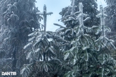 Hình ảnh băng giá phủ trắng núi đồi Y Tý