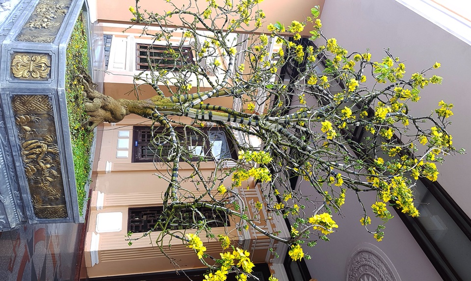 Chiêm ngưỡng cây mai độc lạ, dáng “bình phong” tại Huế - 7 Chiêm ngưỡng cây mai độc lạ, dáng “bình phong” tại Huế - 7