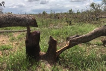 Vụ 100 ha rừng bị phá trắng: Thêm hơn 280 ha rừng bị tàn phá