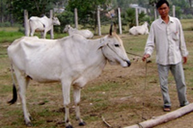 Sôi động chợ bò Tà Ngáo