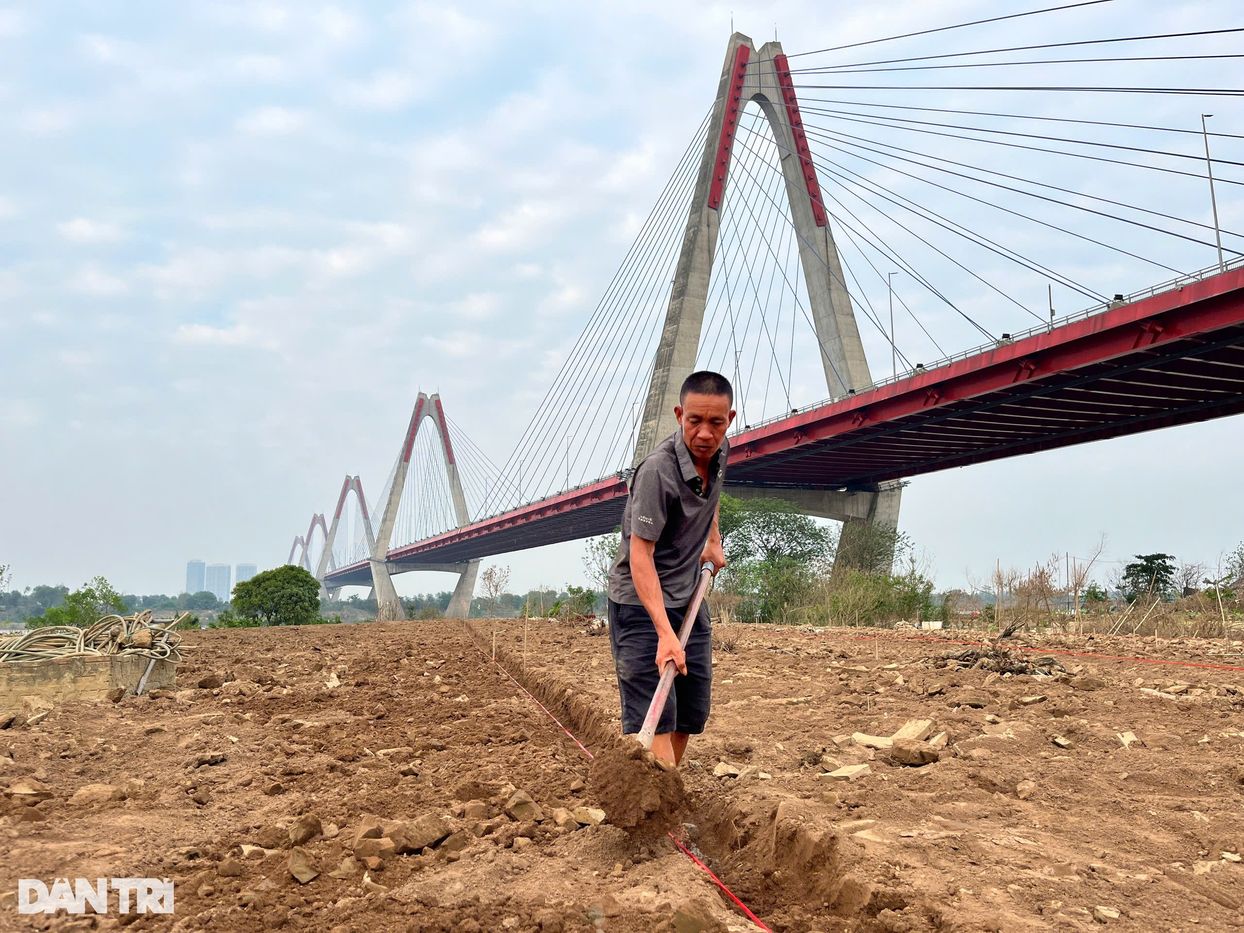 Trắng tay sau lũ, người dân làng đào ở Hà Nội trồng cúc, su hào, bắp cải - 3