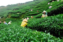 Danh tính một nước Nam Á nhập nhiều chè nhất của Việt Nam