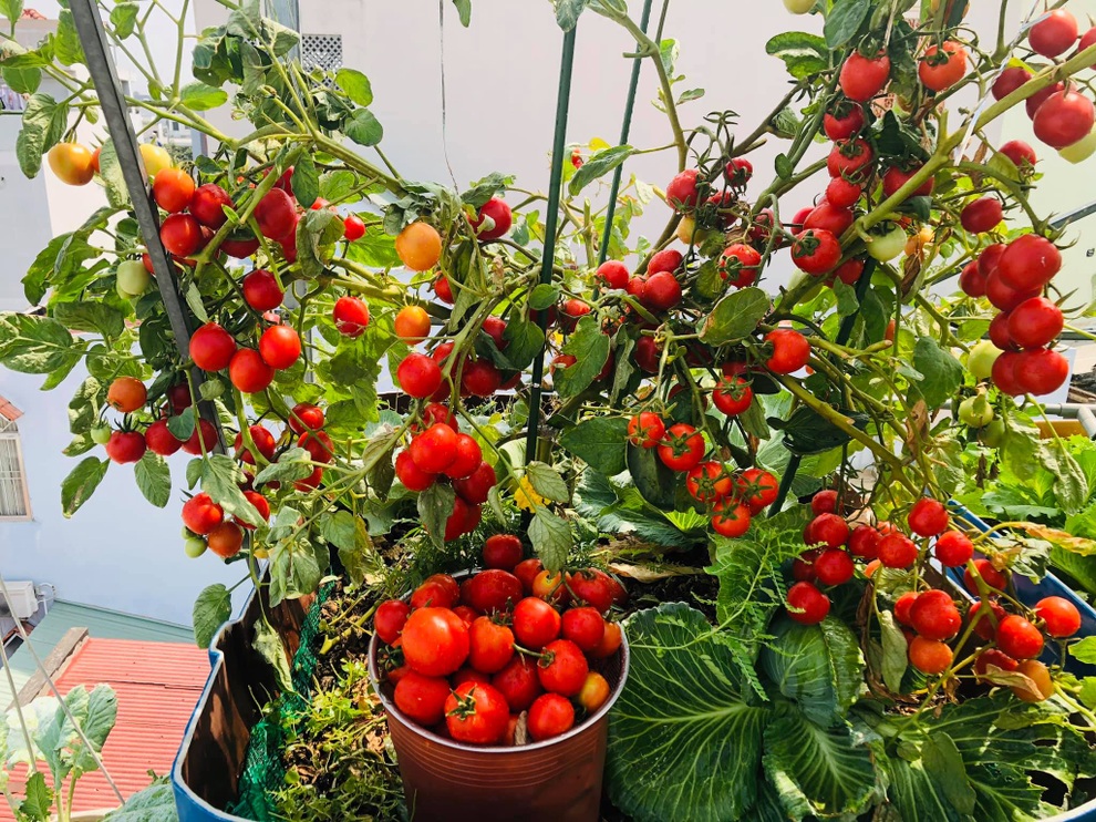 Mẹ đảm TPHCM chia sẻ bí kíp tập làm nông dân sở hữu vườn rau sân thượng - 5 Mẹ đảm TPHCM chia sẻ bí kíp tập làm nông dân sở hữu vườn rau sân thượng - 5