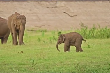 Voi con vui vẻ khám thế giới dưới sự giám sát kỹ càng của mẹ