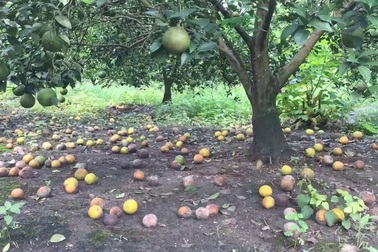 Cam rụng trắng vườn